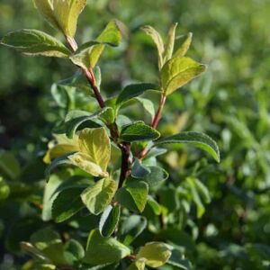 Prunus spinosa 60-80 cm